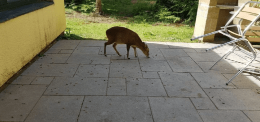 A small deer on the patio of a Center Parcs lodge