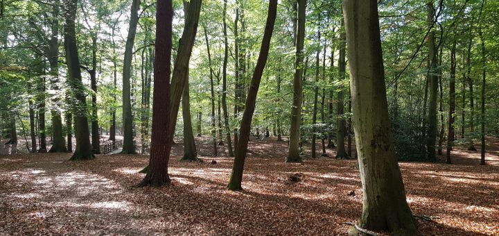 The gruffalo trail woods