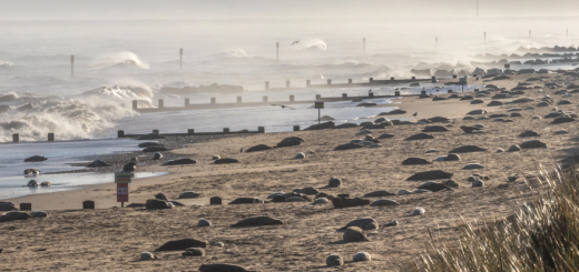 Horsey Gap Seals
