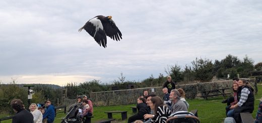 An eagle in flight over the audience at Eagle Heights