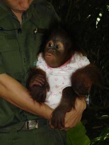 Baby Tenten the orangutan