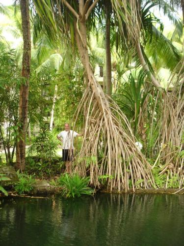 Another Large Palm Tree