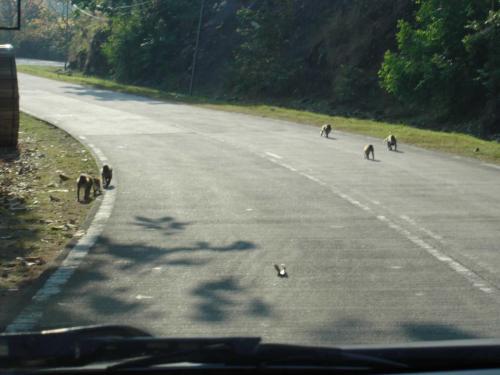 Danger Monkeys Crossing