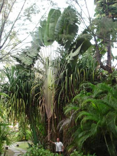 Travellers Palm