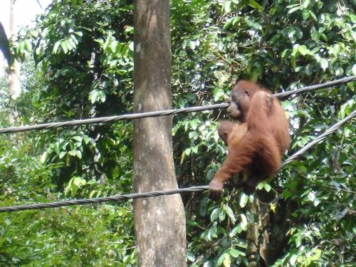 Mother & Baby Orangutan