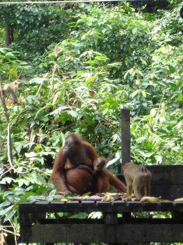 A Mother & Baby