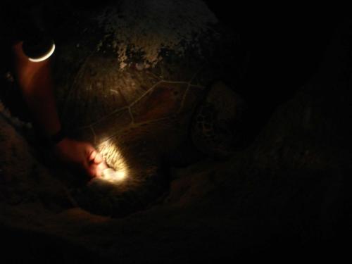 A Turle Nesting