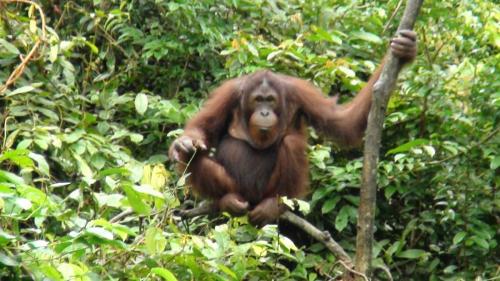 Old Adult Orangutan