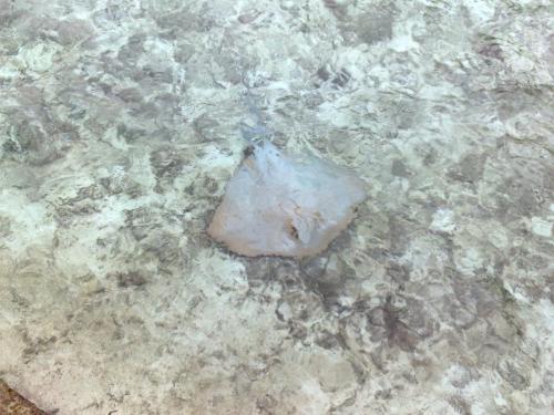 Small Ray In The Water